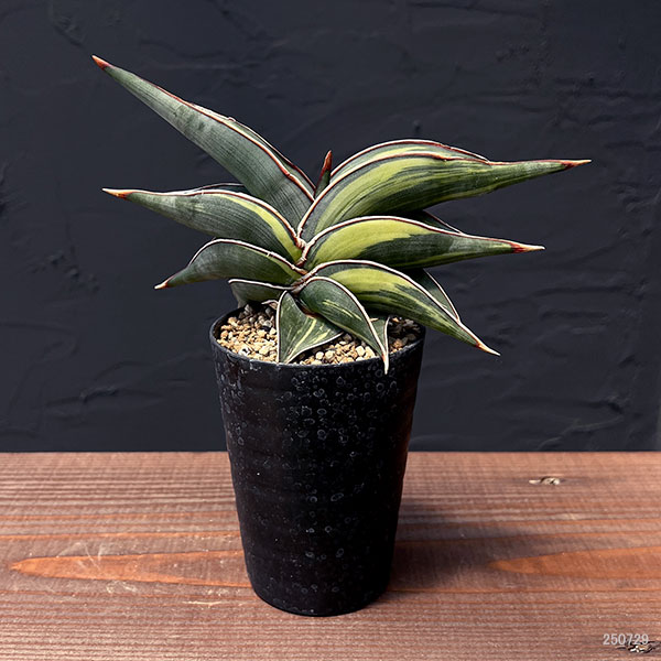 [ザ・ファームセレクト]サンセベリア：ロリダ斑入　3号鉢植え