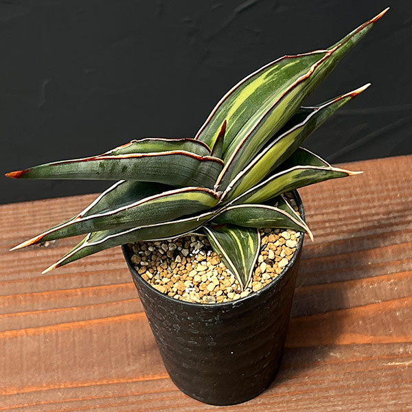 [ザ・ファームセレクト]サンセベリア：ロリダ斑入　3号鉢植え