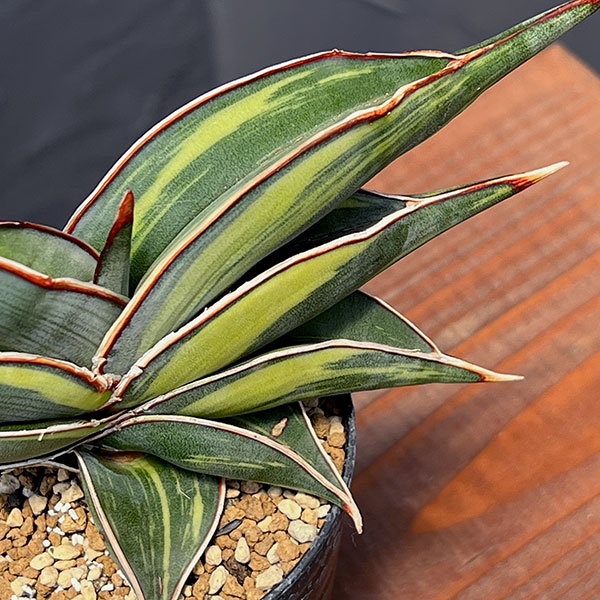 [ザ・ファームセレクト]サンセベリア：ロリダ斑入　3号鉢植え