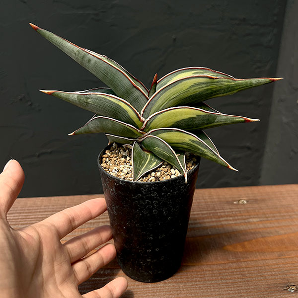 [ザ・ファームセレクト]サンセベリア：ロリダ斑入　3号鉢植え