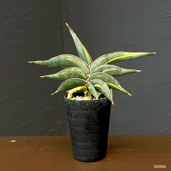 サンセベリア：ロリダ斑入　3号鉢植え
