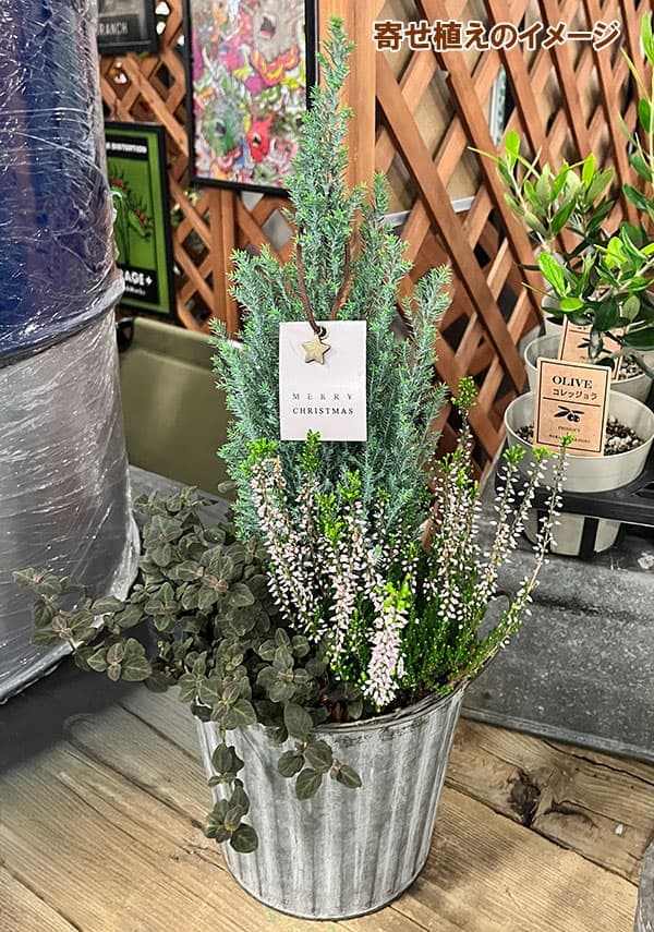 コニファー(ローソンヒノキ):エルウッズ エンパイア4号鉢植え