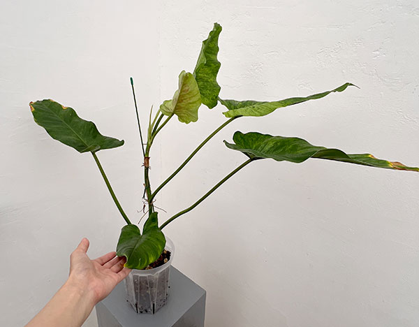 フィロデンドロン：サブハスタータム（斑入り）　 5号ねこチップ植え