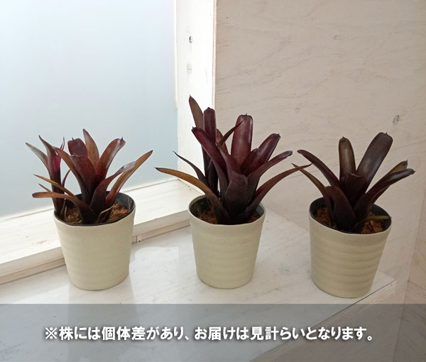 ネオレゲリア:ブラック 3.5号