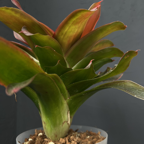 ネオレゲリア:メデューサ 5号鉢植え