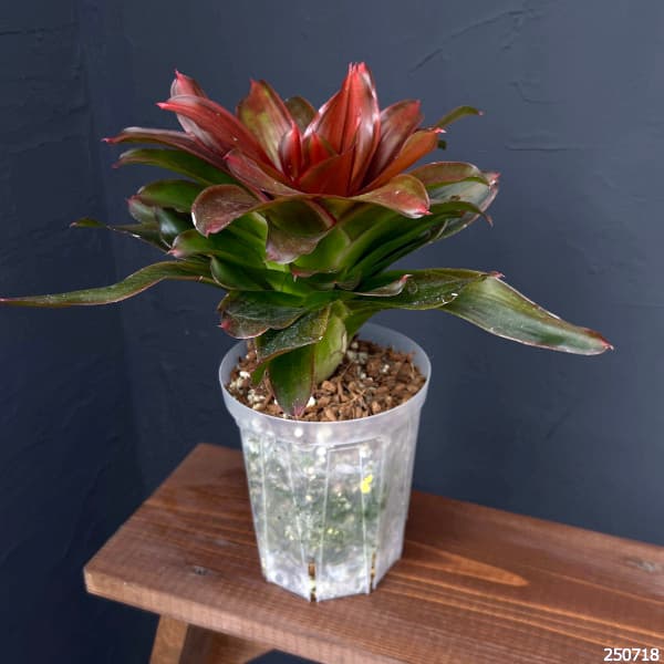 ネオレゲリア:メデューサ 5号鉢植え