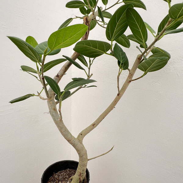 園芸ネット本店｜フィカス：ベンガレンシス 7号鉢植え24-01 の通販【公式】