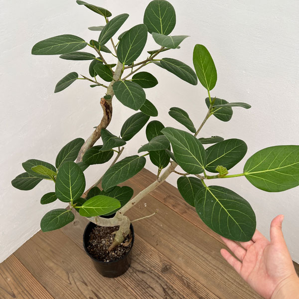 フィカス ベンガレンシス】高さ約110cm 約7号 鉢ごと発送 送料込み