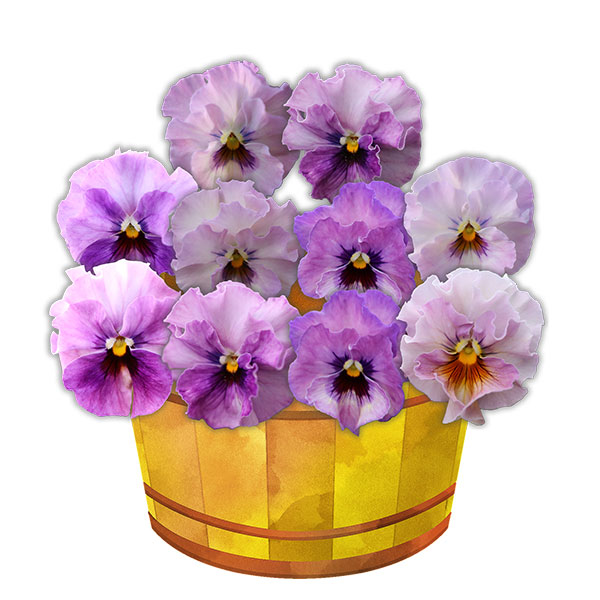 園芸ネット本店｜パンジー：夢見るパンジー すまいるしぇーど3～3.5号