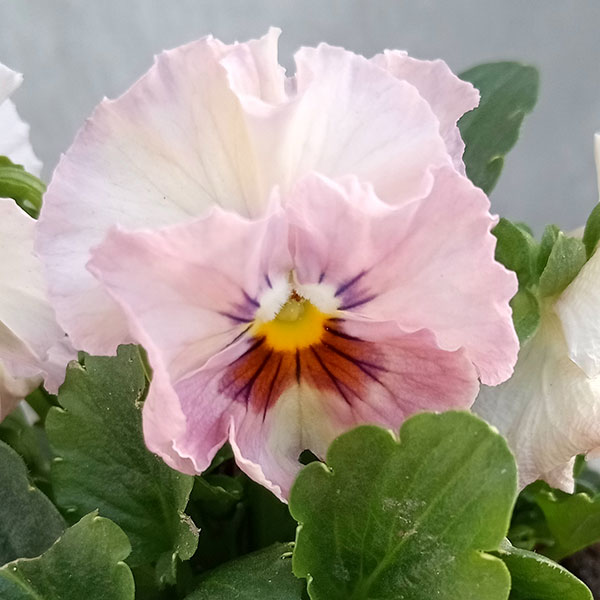 園芸ネット本店｜パンジー：夢見るパンジー すまいるしぇーど3～3.5号