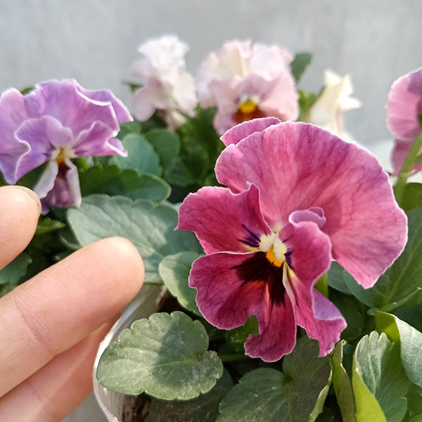 園芸ネット本店｜パンジー：夢見るパンジー すまいるしぇーど3～3.5号