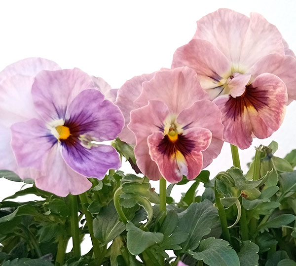 園芸ネット本店｜パンジー：夢見るパンジー すまいるしぇーど3～3.5号