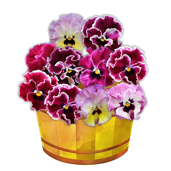 園芸ネット本店｜パンジー：夢見るパンジー わんだーしぇーど3～3.5号