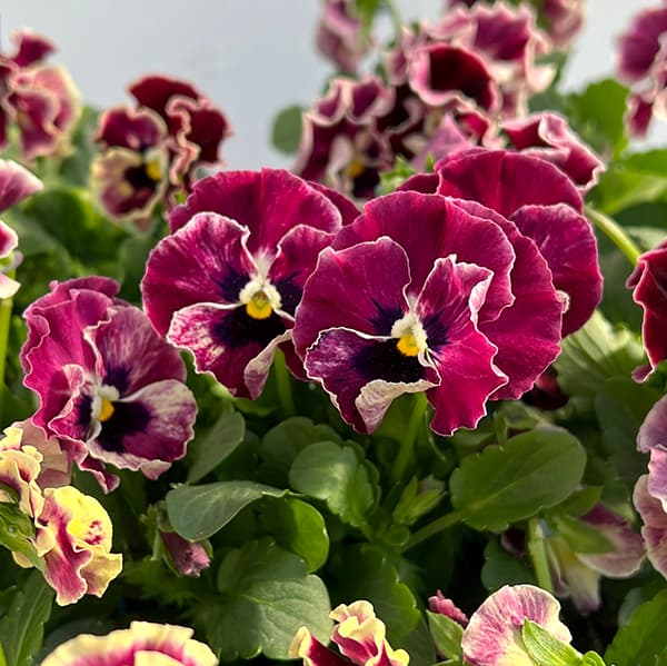 シェリー　ローズパンジーファゲットミーノット　バラパンジースミレ　サラダボウル シェリー ローズパンジーファゲットミーノット バラパンジー