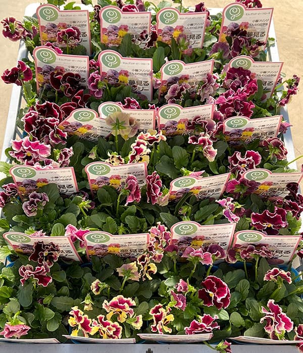 パンジー:夢見るパンジー わんだーしぇーど3~3.5号ポット 3株セット