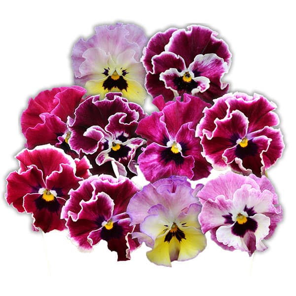 園芸ネット本店｜パンジー：夢見るパンジー わんだーしぇーど3～3.5号