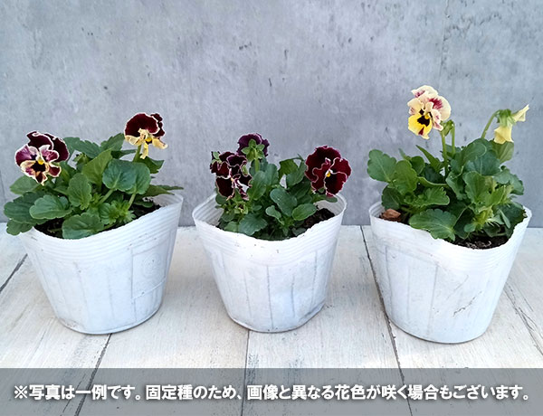 パンジー:夢見るパンジー わんだーしぇーど3~3.5号ポット 3株セット