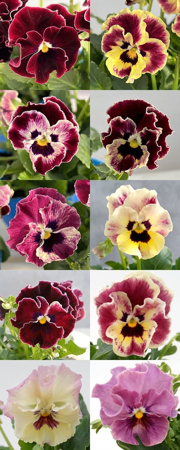 園芸ネット本店｜パンジー：夢見るパンジー わんだーしぇーど3～3.5号