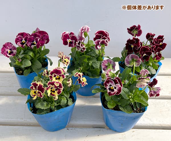 シェリーローズパンジーファゲットミーノットバラパンジースミレ