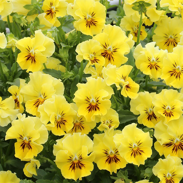 パンジーさま パンジー：夢見るパンジー さんしゃいんしぇーど3～3.5号ポット