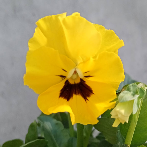 パンジーさま パンジー：夢見るパンジー さんしゃいんしぇーど3～3.5号ポット