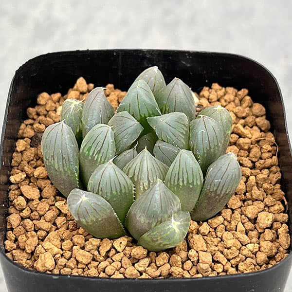 ハオルチア:ブラックオブツーサ 2.5号スクエア鉢