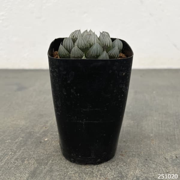 園芸ネット本店｜ハオルチア：ブラックオブツーサ 2.5号スクエア鉢 の