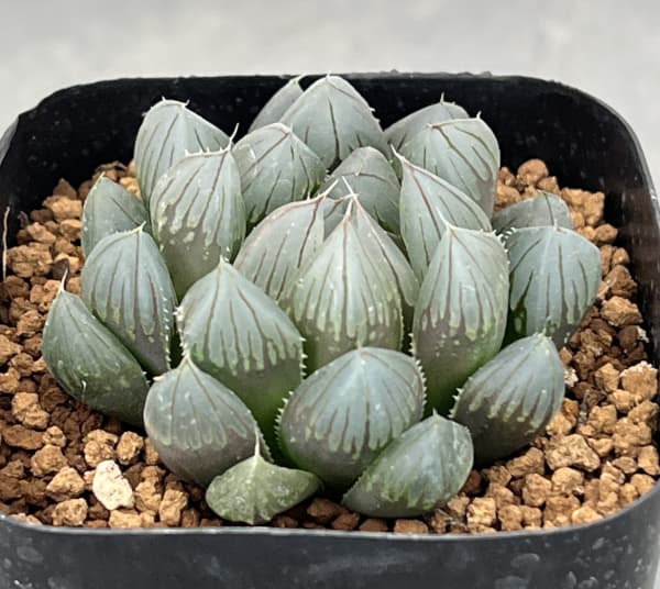 ハオルチア：ブラックオブツーサ　2.5号スクエア鉢