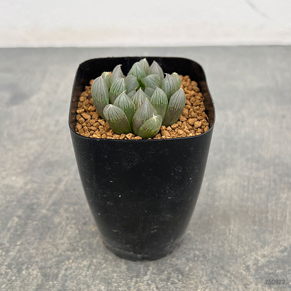 ハオルチア:ブラックオブツーサ 2.5号スクエア鉢