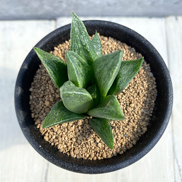 園芸ネット本店｜ハオルチア：呉竹 2.5号 の通販【公式】