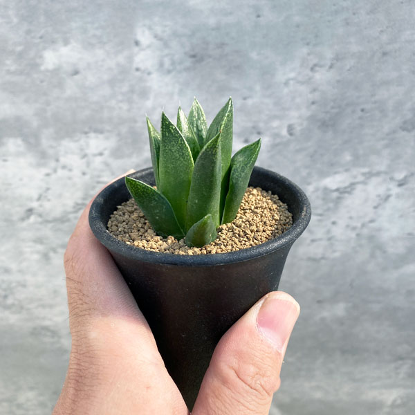 園芸ネット本店｜ハオルチア：呉竹 2.5号 の通販【公式】