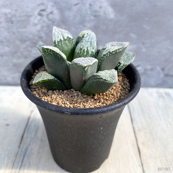 園芸ネット本店｜ハオルチア：淡雪 2.5号 の通販【公式】