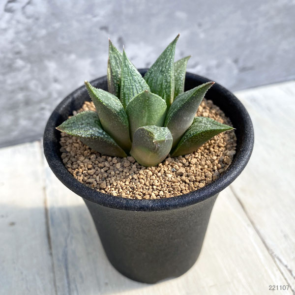 園芸ネット本店｜ハオルチア：桃園 2.5号 の通販【公式】