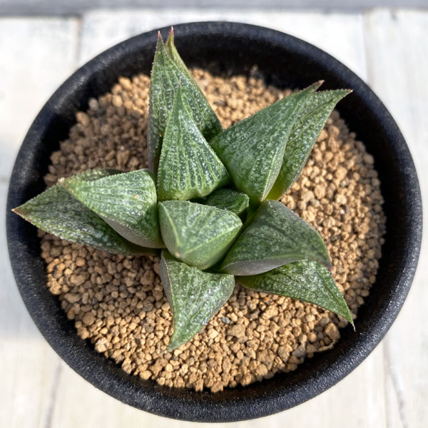 園芸ネット本店｜ハオルチア：桃園 2.5号 の通販【公式】