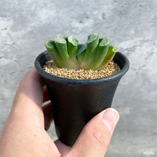 引き取り割引あり　ハオルチア 玉扇 引き取り割引あり ハオルチア 玉扇
