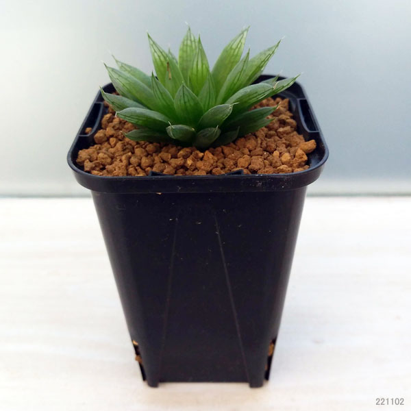 園芸ネット本店｜ハオルチア：ベネチ 2.5号 の通販【公式】