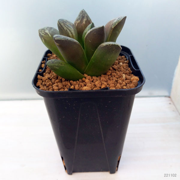 園芸ネット本店｜ハオルチア：バイオレットローズ 2.5号22-01 の通販