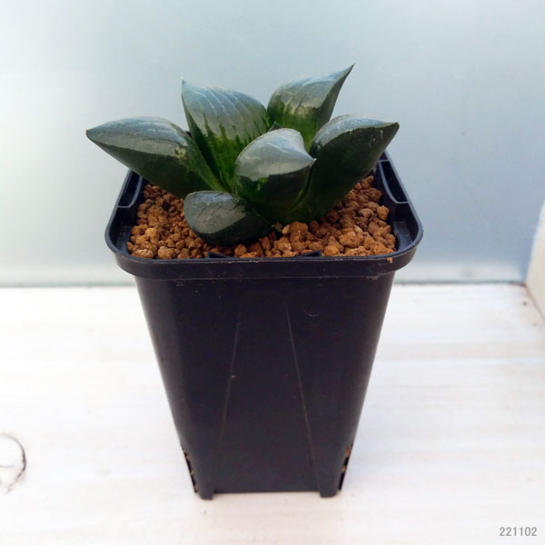 園芸ネット本店｜ハオルチア：裏窓阿房宮 2.5号 の通販【公式】