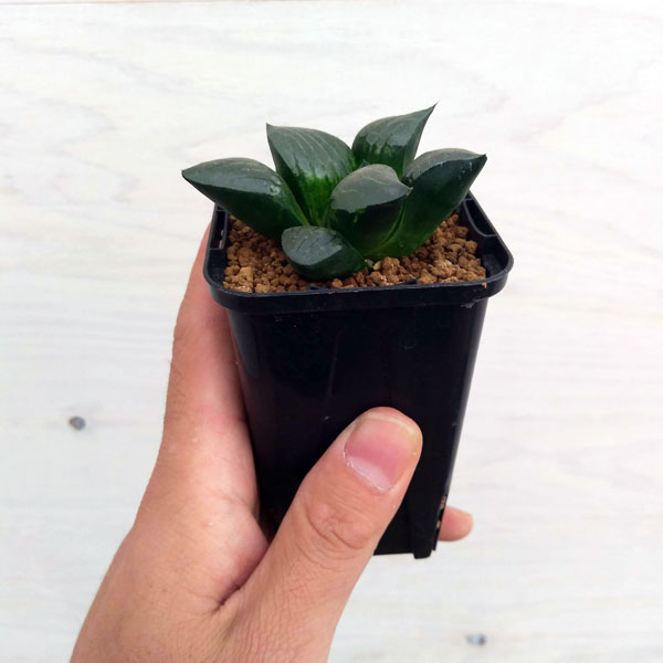 ハオルチア 巨大糯阿房宮 ハオルチア 巨大糯阿房宮 | mocono_plants