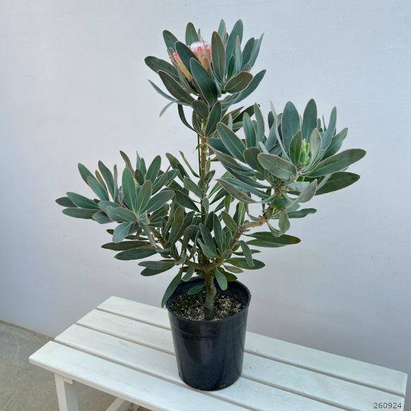 プロテア:スザーラ 7号鉢植え
