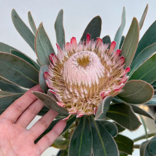 プロテア:スザーラ 7号鉢植え