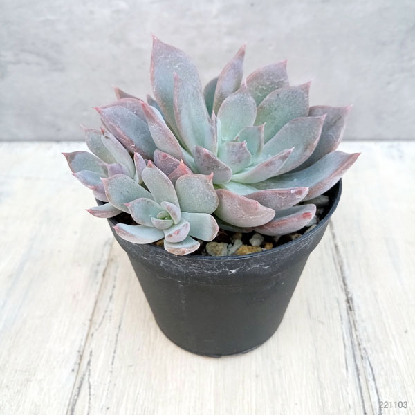 園芸ネット本店｜エケベリア：セゴビア 2.5号ポット の通販【公式】