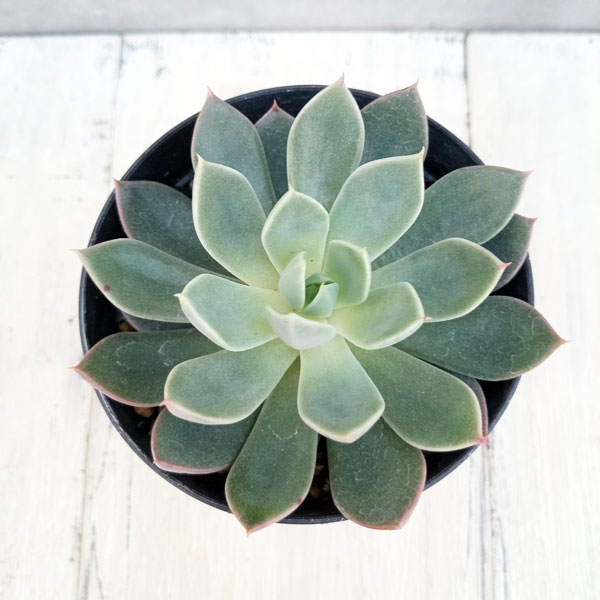 多肉植物・多肉・エケベリア　大和のばら×ざわわ　④ 花芽の成長が早いのは・・・大和のばら×ざわわ。 | TJの多肉奮闘記