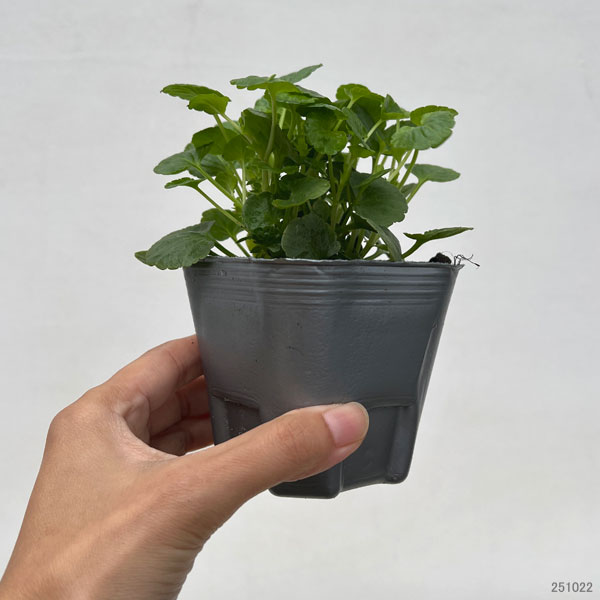 スミレ（宿根ビオラ）：レベッカ3号ポット