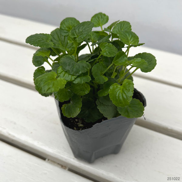 スミレ（宿根ビオラ）：レベッカ3号ポット