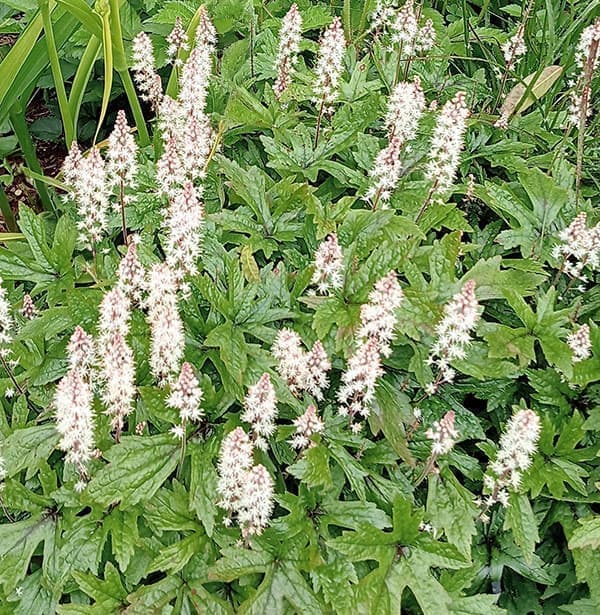 ティアレラ:ピンクスカイロケット3-3.5号ポット