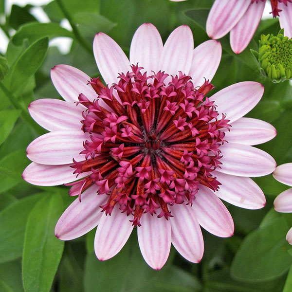 オステオスペルマム（ダブル）：３Dベリーホワイト3.5号ポット