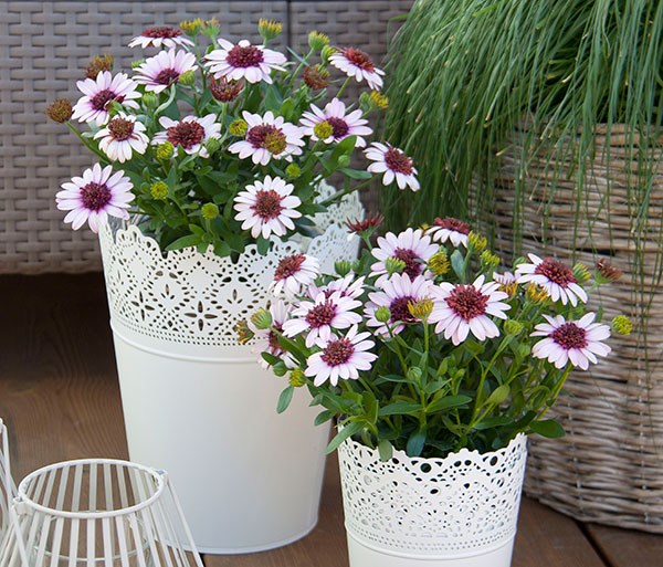 オステオスペルマム（ダブル）：３Dベリーホワイト3.5号ポット