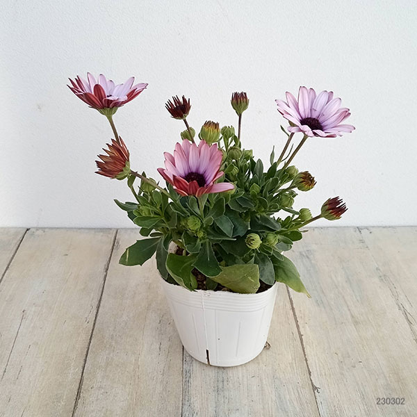 オステオスペルマム（ダブル）：３Dベリーホワイト3.5号ポット