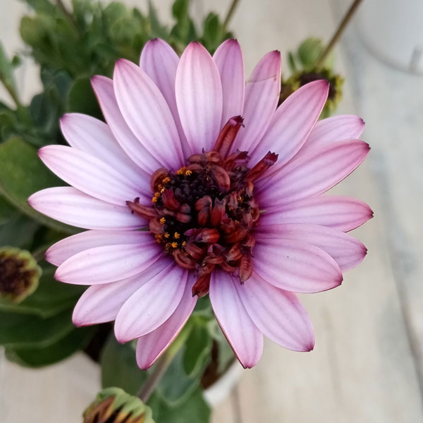 オステオスペルマム（ダブル）：３Dベリーホワイト3.5号ポット